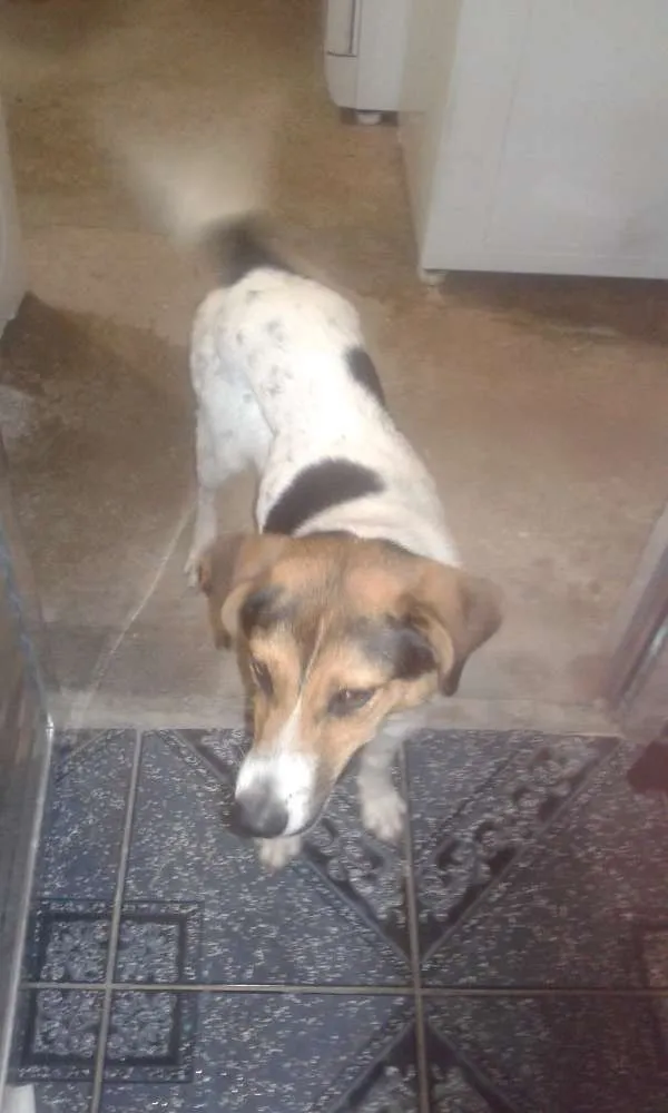 Cachorro ra a  idade 7 a 11 meses nome kika