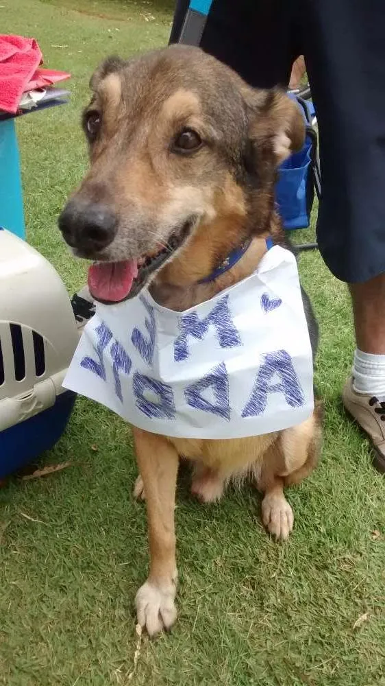 Cachorro ra a SRD idade 5 anos nome Bob