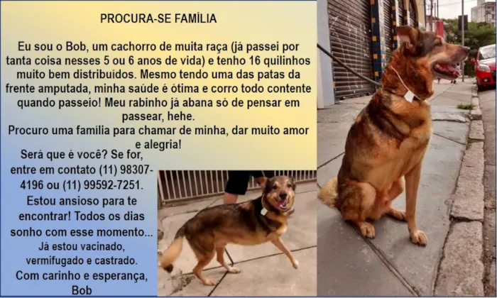 Cachorro ra a SRD idade 5 anos nome Bob