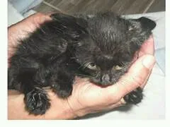 Gato ra a  idade Abaixo de 2 meses nome Lume