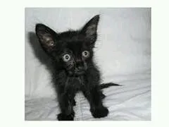 Gato ra a  idade Abaixo de 2 meses nome Lume