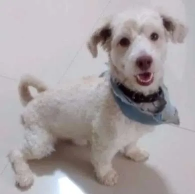 Cachorro raça SRD idade 2 anos nome Sem nome