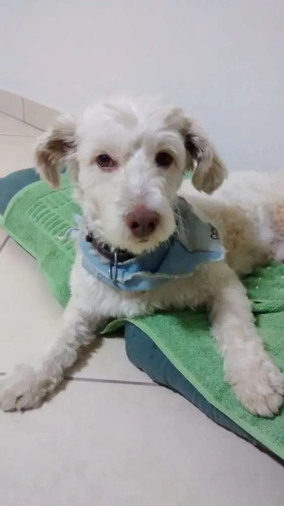 Cachorro raça SRD idade 2 anos nome Sem nome