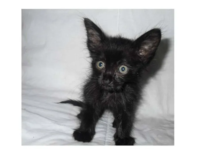 Gato ra a  idade Abaixo de 2 meses nome Lume