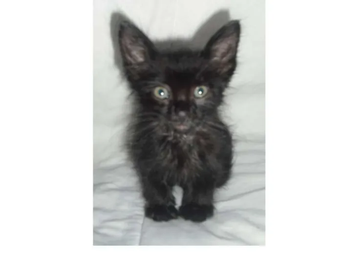 Gato ra a  idade Abaixo de 2 meses nome Lume