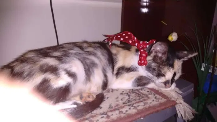 Gato ra a Vira Lata idade 6 ou mais anos nome Mel