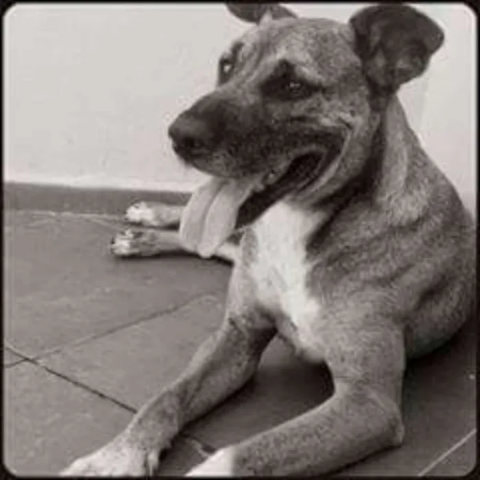Cachorro ra a Srd idade 5 anos nome Iron