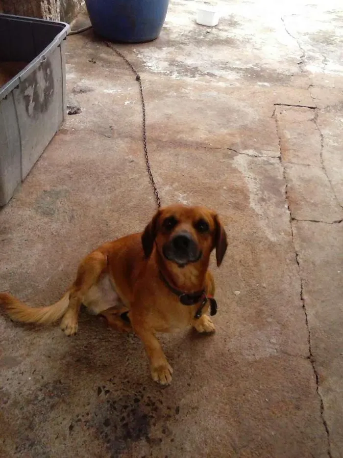 Cachorro ra a Basset idade 1 ano nome Brady