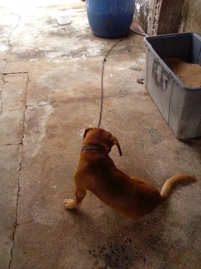 Cachorro ra a Basset idade 1 ano nome Brady