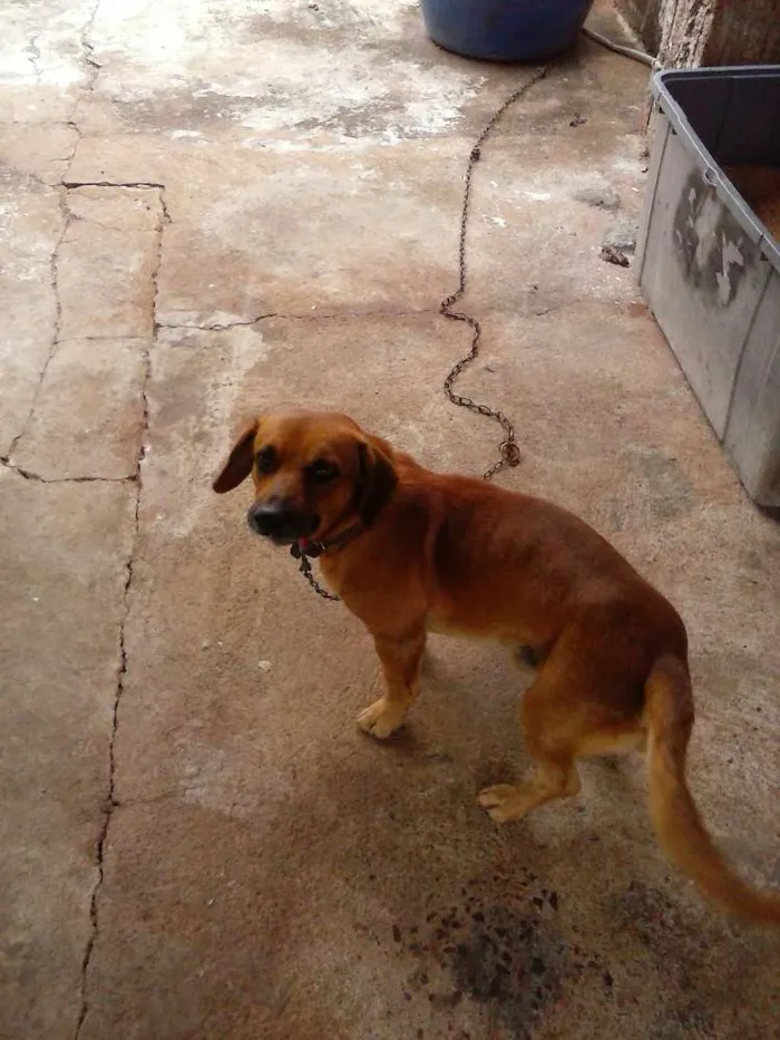Cachorro ra a Basset idade 1 ano nome Brady