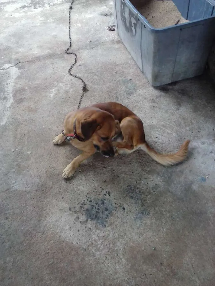 Cachorro ra a Basset idade 1 ano nome Brady