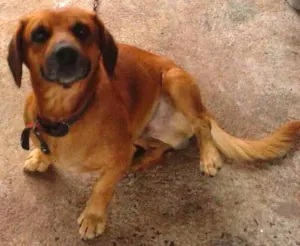 Cachorro raça Basset idade 1 ano nome Brady