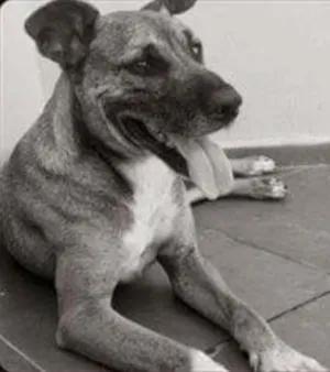 Cachorro raça Srd idade 5 anos nome Iron