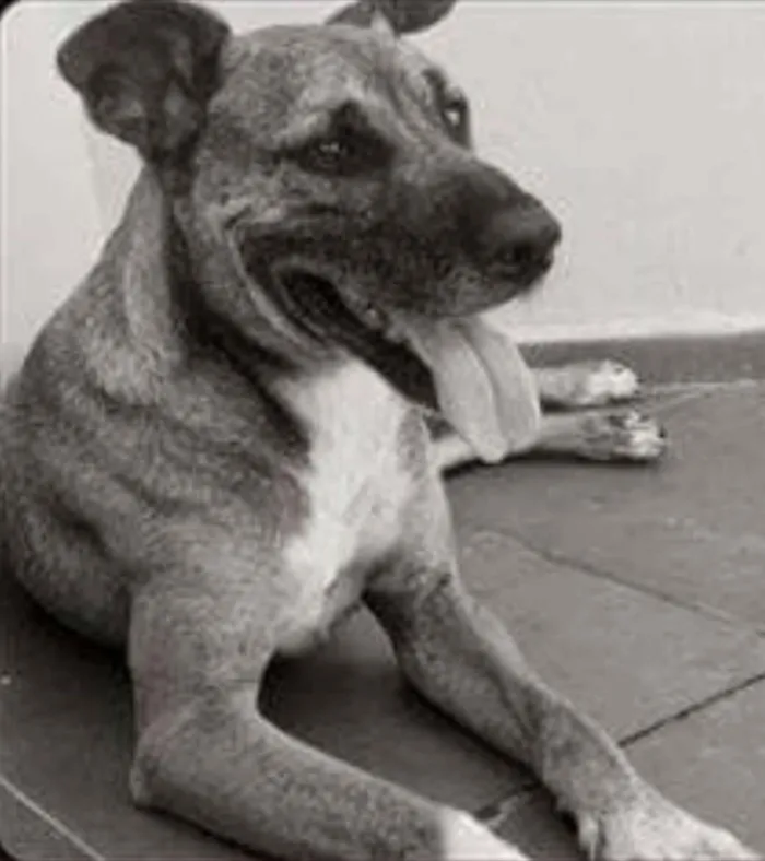 Cachorro ra a Srd idade 5 anos nome Iron