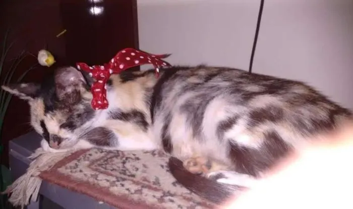 Gato ra a Vira Lata idade 6 ou mais anos nome Mel
