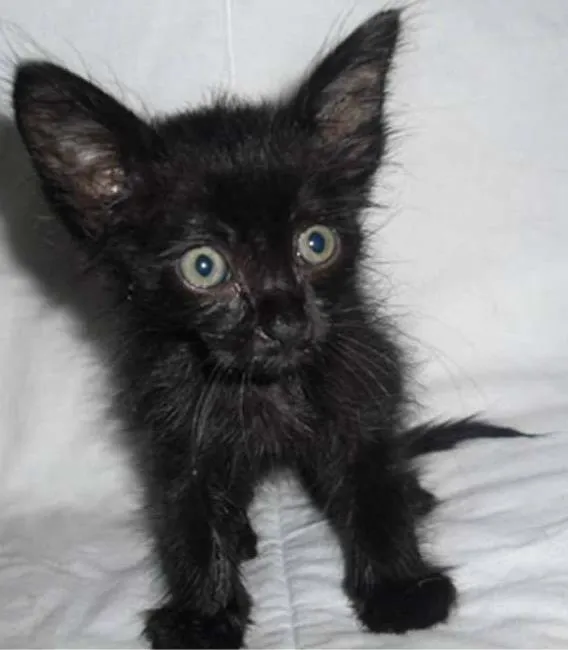 Gato ra a  idade Abaixo de 2 meses nome Lume