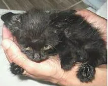 Gato ra a  idade Abaixo de 2 meses nome Lume