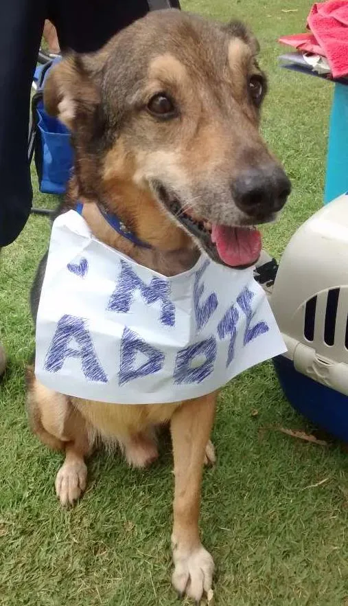 Cachorro ra a SRD idade 5 anos nome Bob