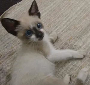 Gato raça Siamês idade 2 a 6 meses nome Leco