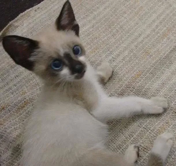Gato ra a Siamês idade 2 a 6 meses nome Leco