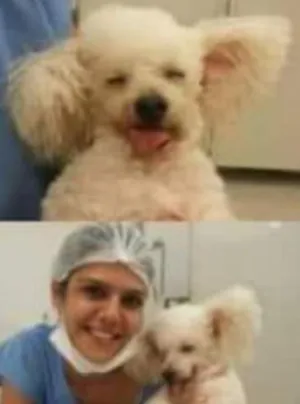 Cachorro raça Poodle idade 6 ou mais anos nome Bredy