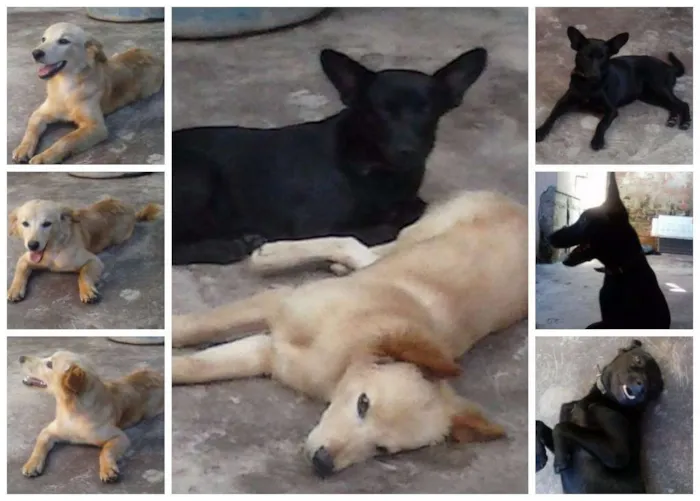 Cachorro raça Sem raça definida idade 2 a 6 meses nome Fofa e Pretinha