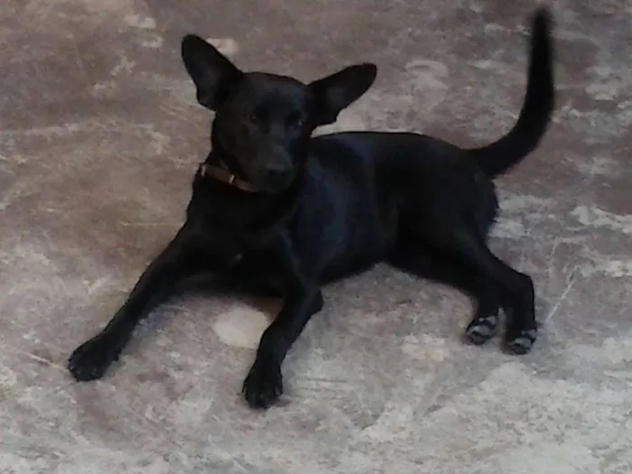 Cachorro raça Sem raça definida idade 2 a 6 meses nome Fofa e Pretinha