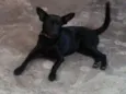 Fofa e Pretinha