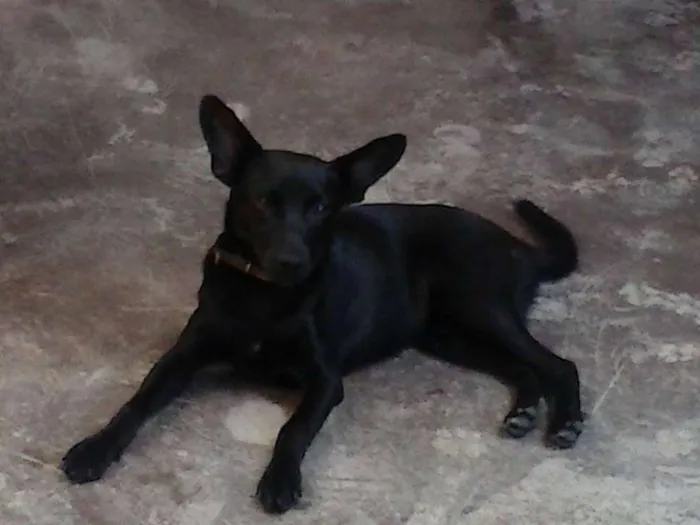 Cachorro raça Sem raça definida idade 2 a 6 meses nome Fofa e Pretinha