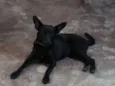 Fofa e Pretinha