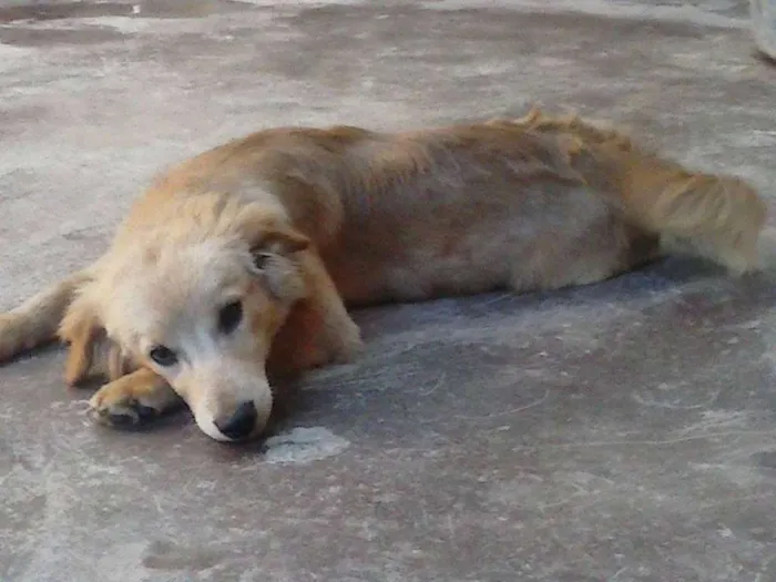 Cachorro raça Sem raça definida idade 2 a 6 meses nome Fofa e Pretinha