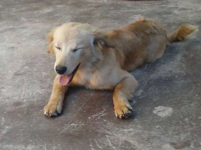 Cachorro raça Sem raça definida idade 2 a 6 meses nome Fofa e Pretinha