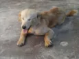 Fofa e Pretinha