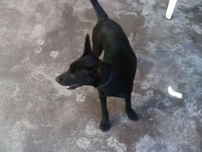Cachorro raça Sem raça definida idade 2 a 6 meses nome Fofa e Pretinha