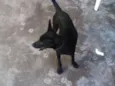 Fofa e Pretinha