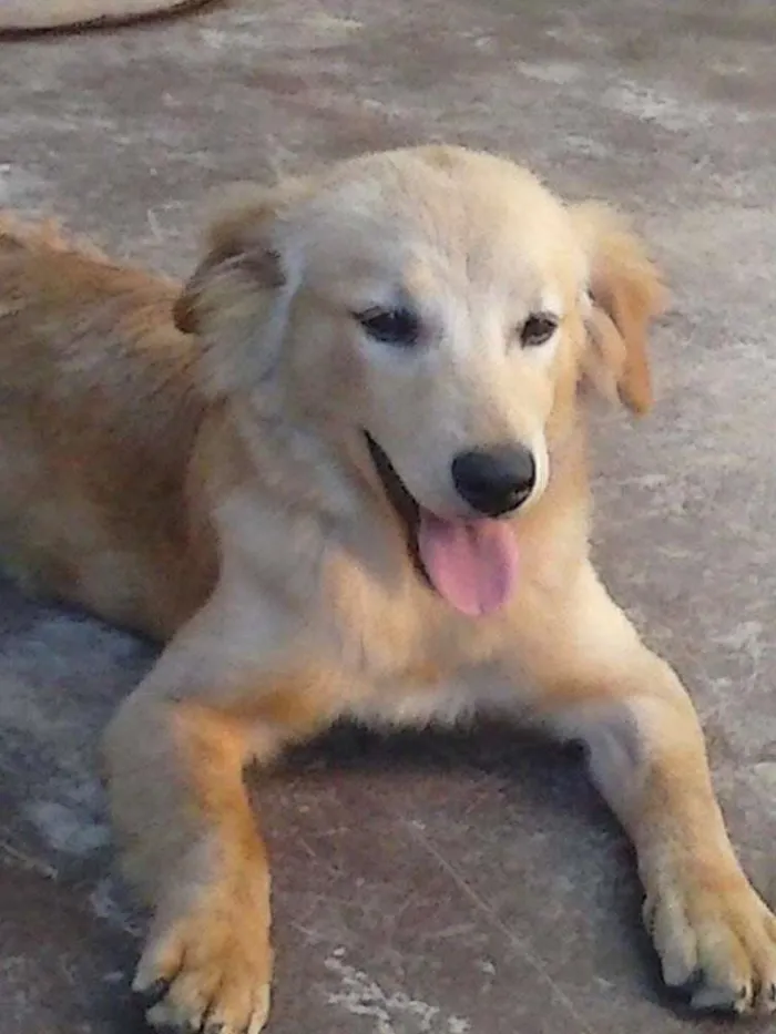 Cachorro raça Sem raça definida idade 2 a 6 meses nome Fofa e Pretinha