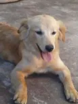 Fofa e Pretinha