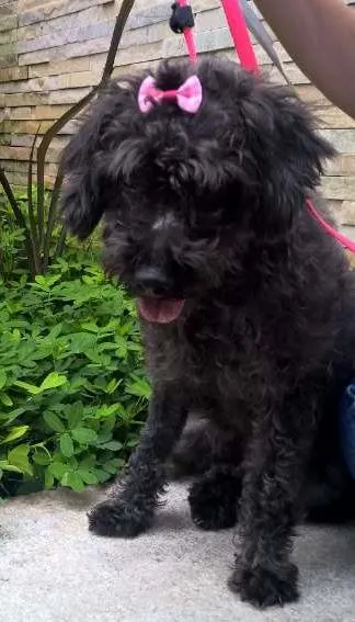 Cachorro ra a POODLE idade 1 ano nome BLACK