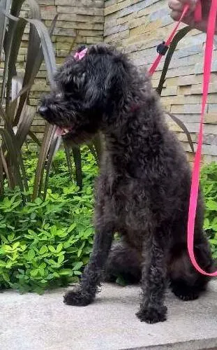 Cachorro ra a POODLE idade 1 ano nome BLACK