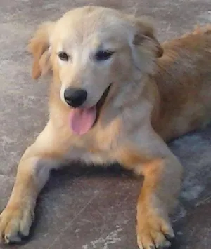 Cachorro raça Sem raça definida idade 2 a 6 meses nome Fofa e Pretinha