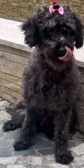 Cachorro ra a POODLE idade 1 ano nome BLACK