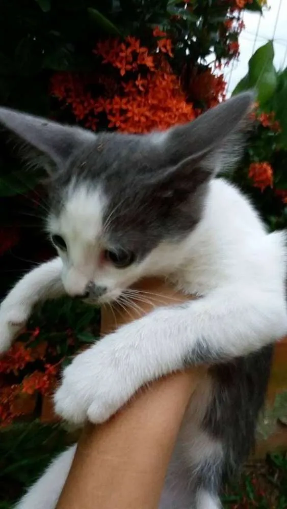 Gato ra a SRD idade 2 a 6 meses nome IRMÃOS ITABORAÍ