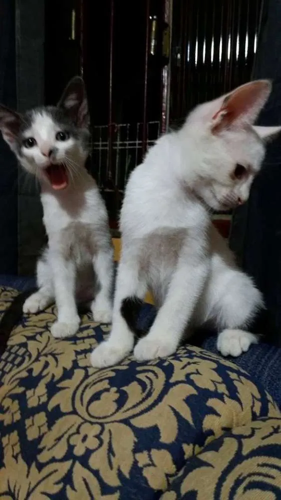 Gato ra a SRD idade 2 a 6 meses nome IRMÃOS ITABORAÍ