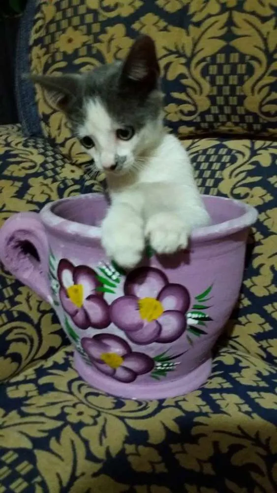 Gato ra a SRD idade 2 a 6 meses nome IRMÃOS ITABORAÍ