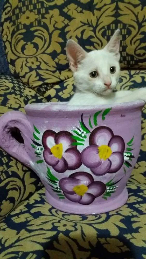 Gato ra a SRD idade 2 a 6 meses nome IRMÃOS ITABORAÍ