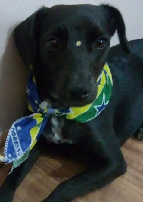 Cachorro ra a SRD idade 1 ano nome Nega