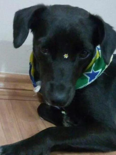 Cachorro ra a SRD idade 1 ano nome Nega