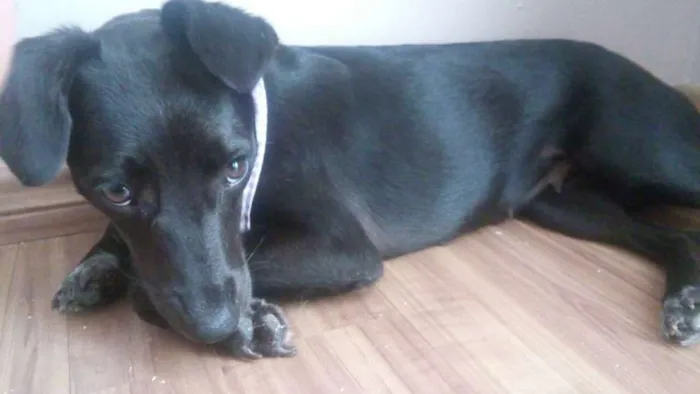 Cachorro ra a SRD idade 1 ano nome Nega