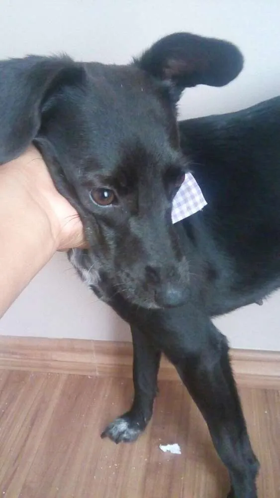 Cachorro ra a SRD idade 1 ano nome Nega