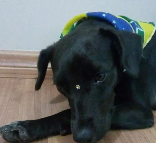 Cachorro ra a SRD idade 1 ano nome Nega